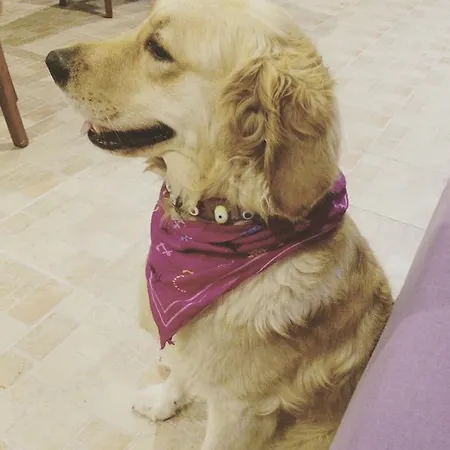 公寓式酒店 Sun Apart Guvercinlik (Bodrum)